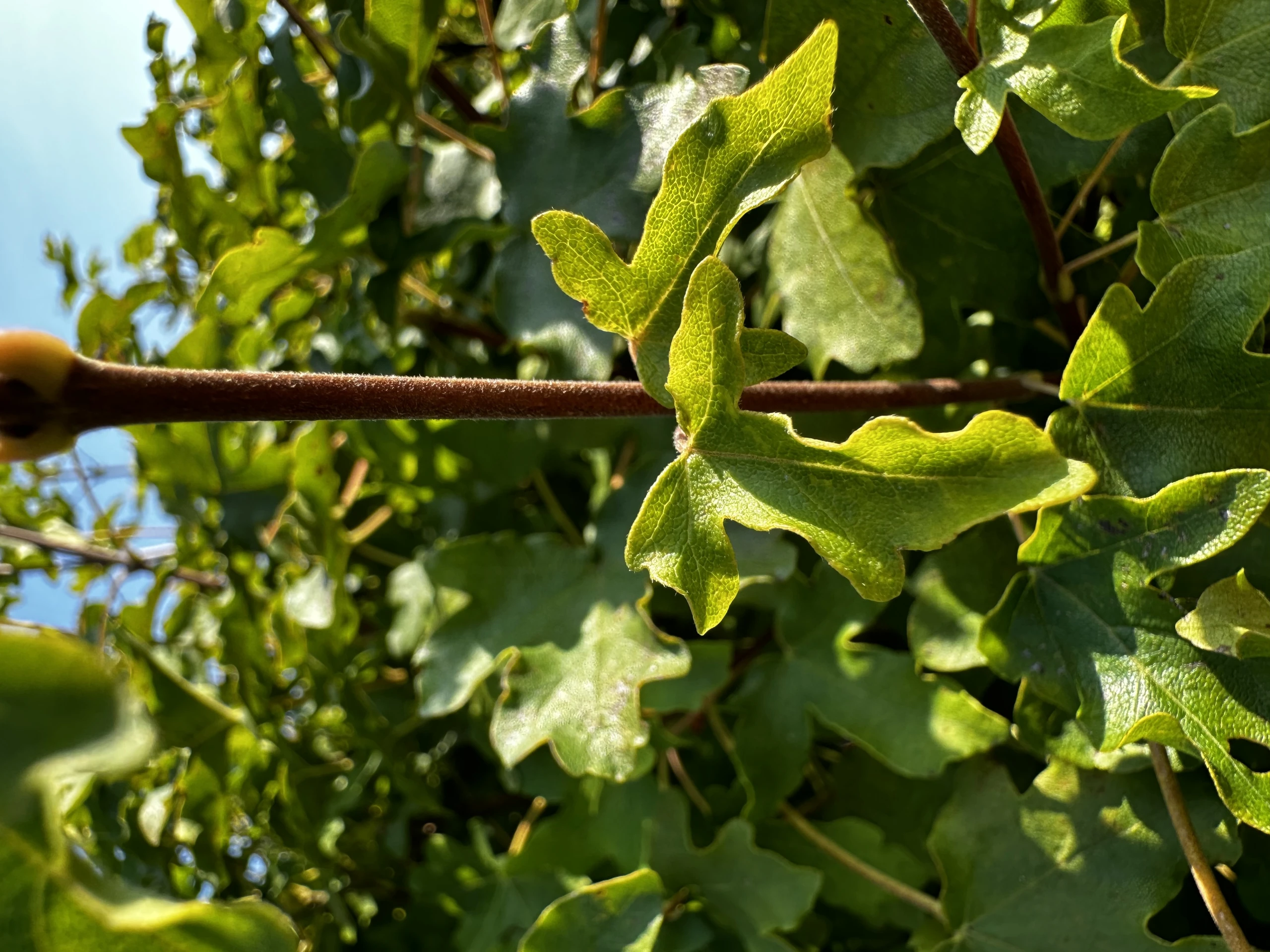 Acer campestre 'Nanum' (Klon polny 'Nanum')