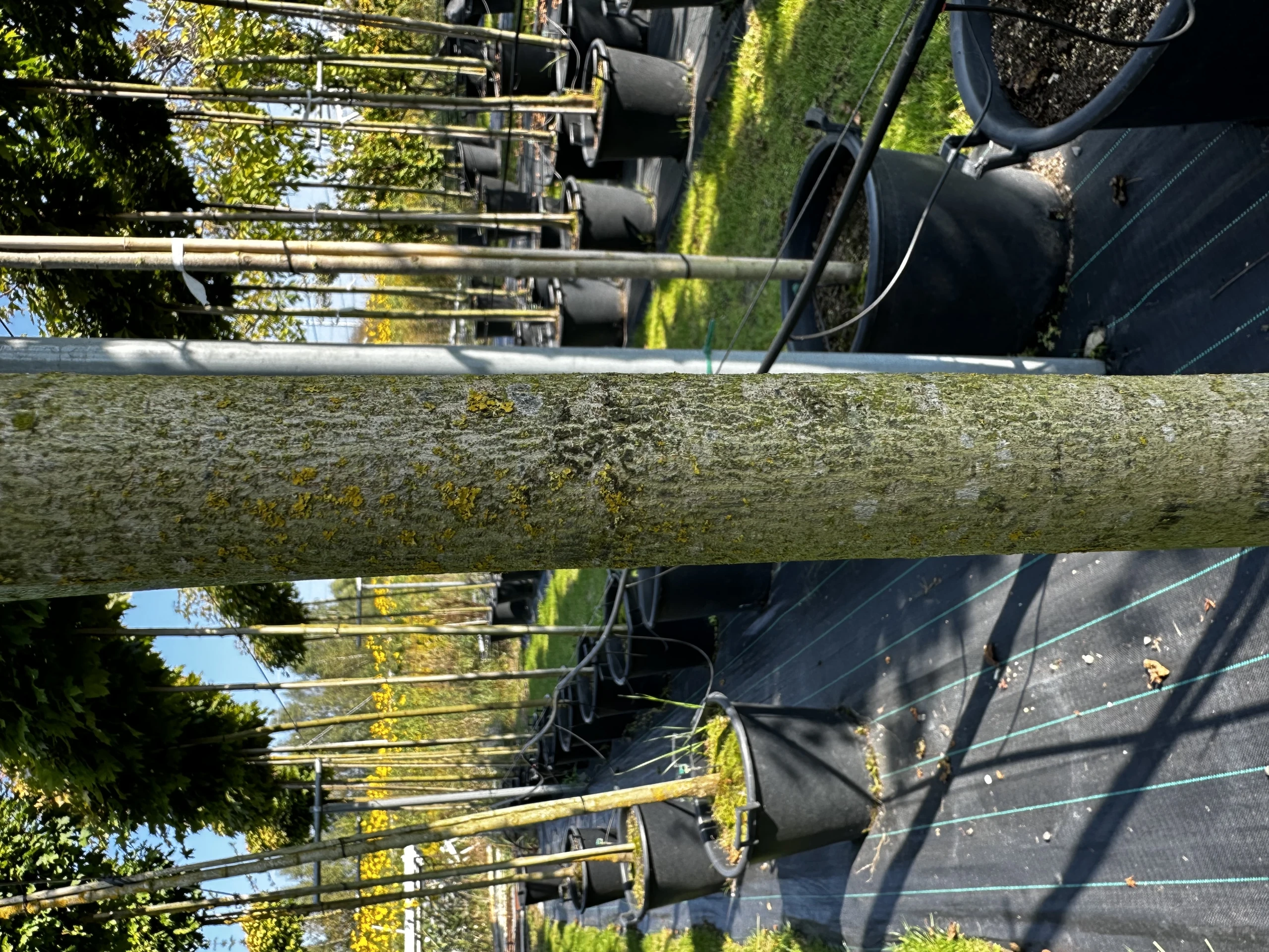Acer campestre 'Nanum' (Klon polny 'Nanum')