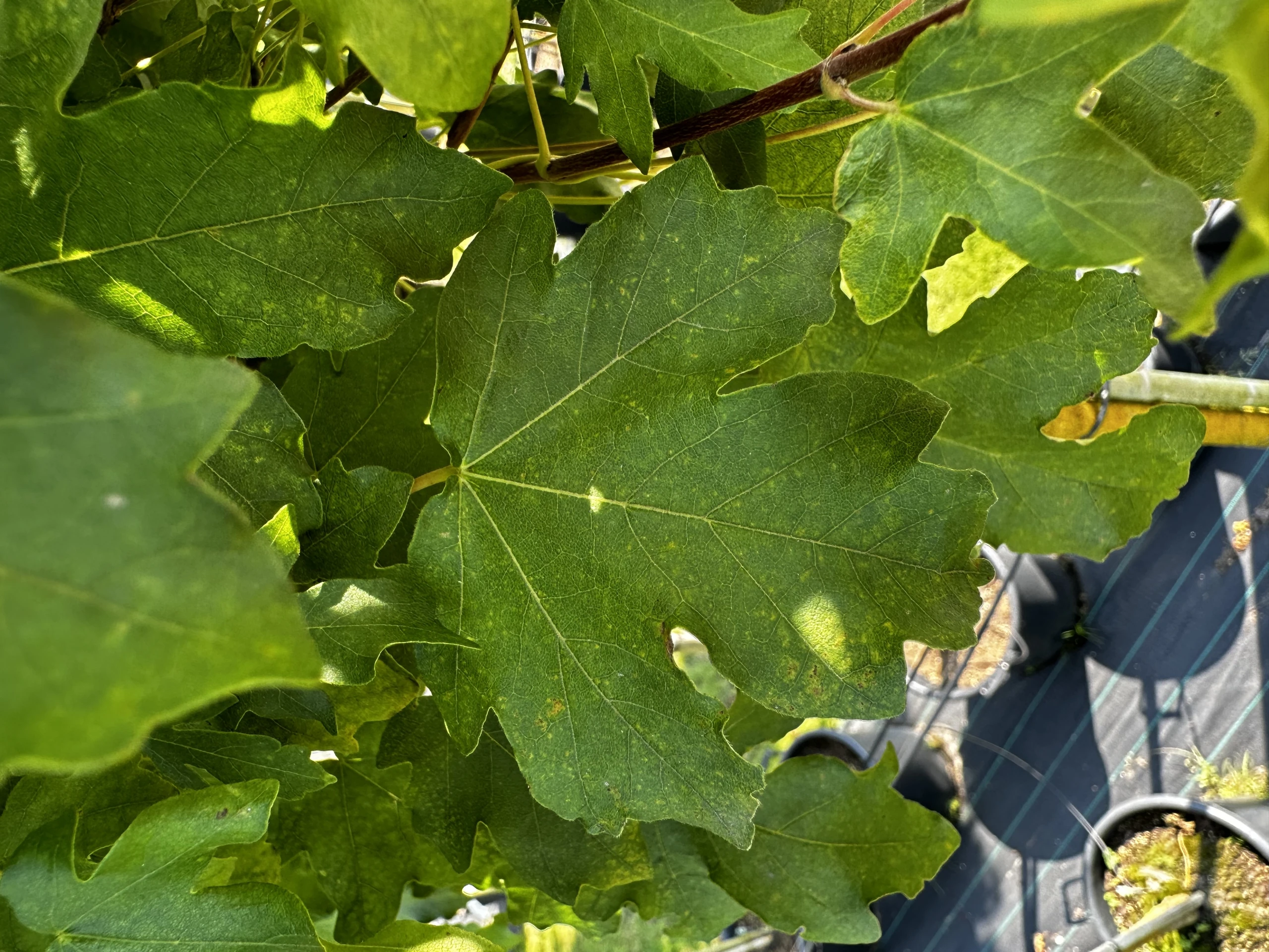 Acer campestre 'Nanum' (Klon polny 'Nanum')