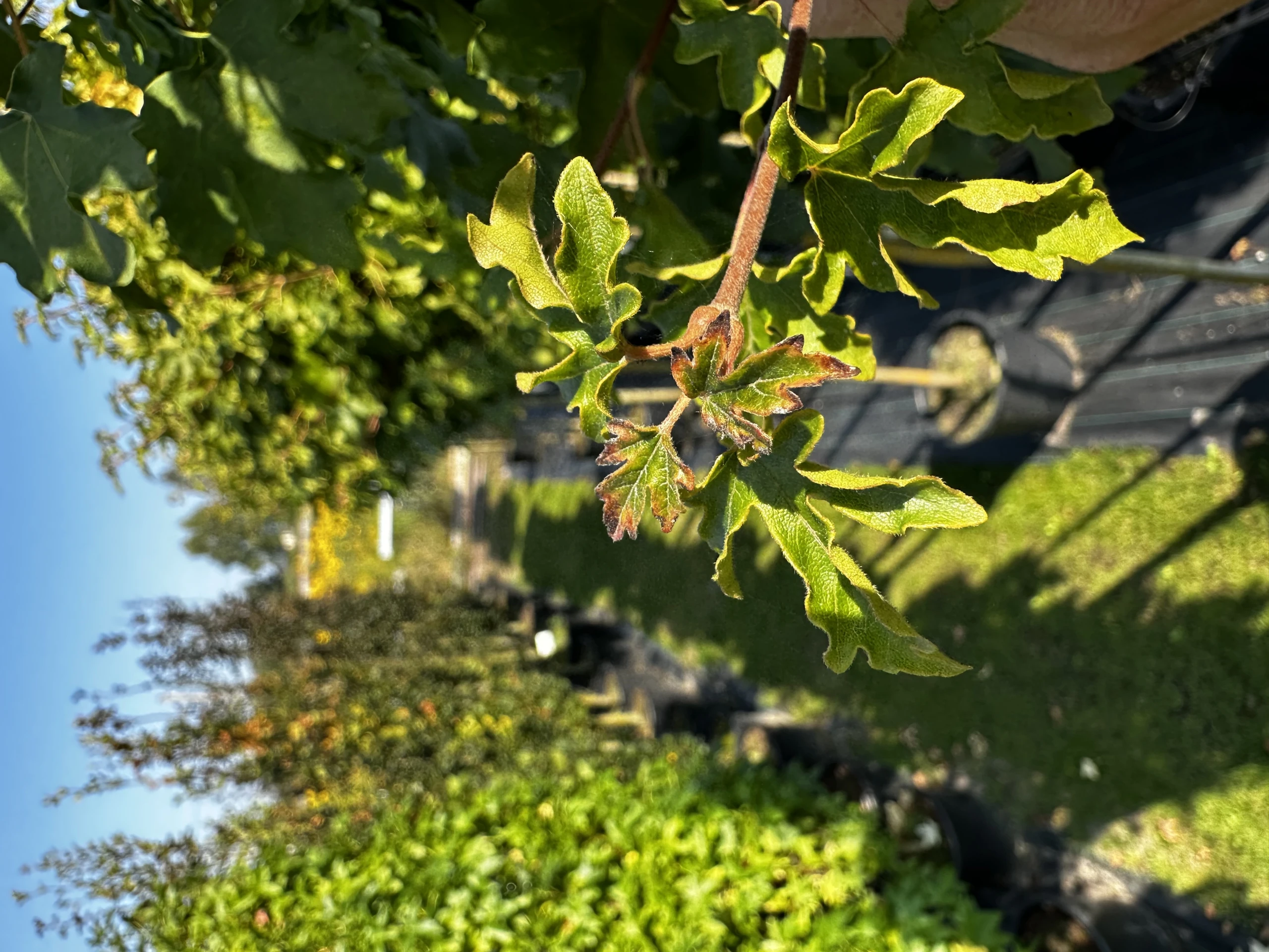 Acer campestre 'Nanum' (Klon polny 'Nanum')