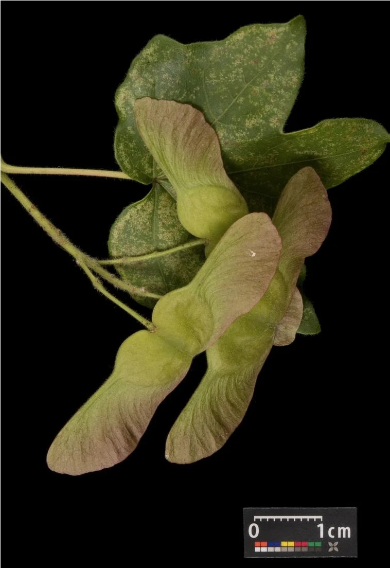 Acer campestre 'Nanum' (Klon polny 'Nanum')