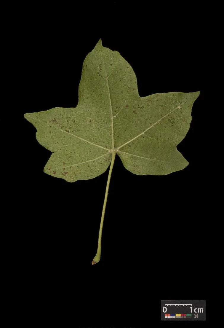 Acer campestre 'Nanum' (Klon polny 'Nanum')