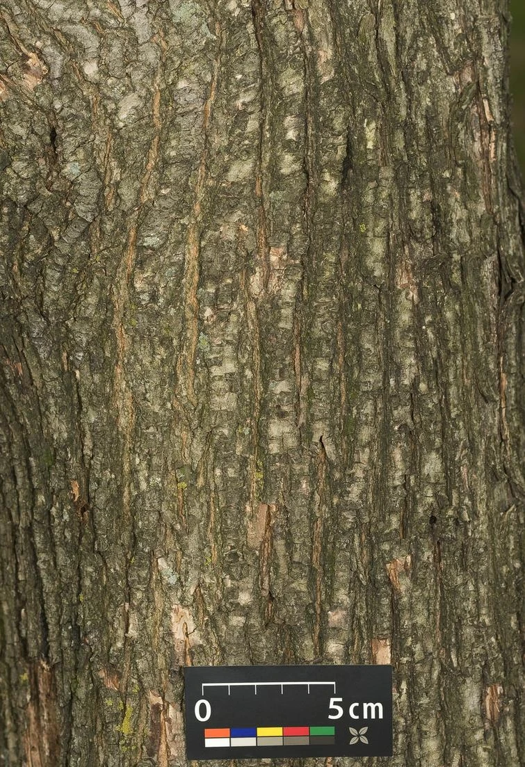 Acer campestre 'Nanum' (Klon polny 'Nanum')