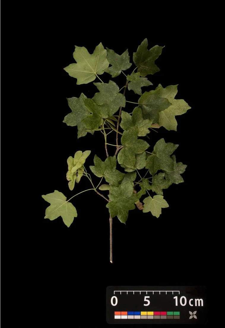 Acer campestre 'Nanum' (Klon polny 'Nanum')