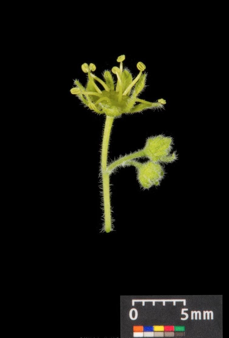 Acer campestre 'Nanum' (Klon polny 'Nanum')
