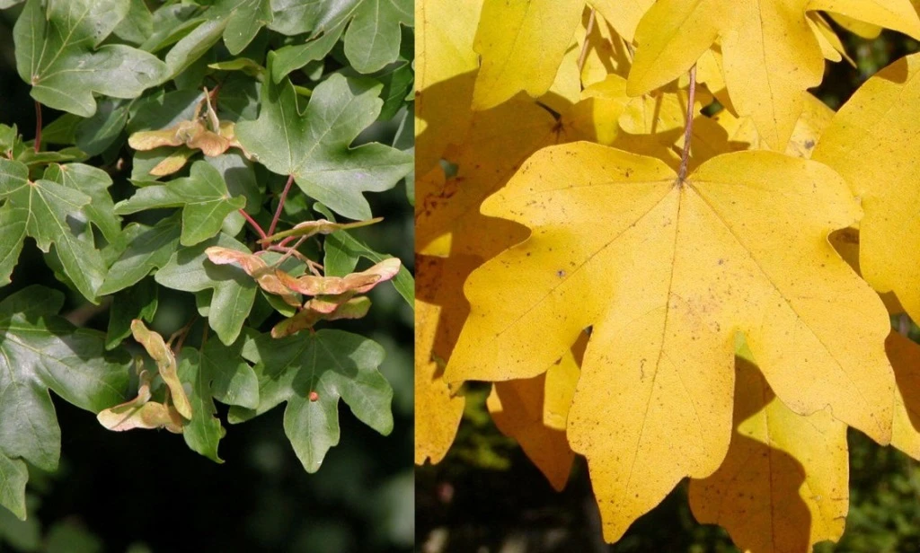 Acer campestre 'Nanum' (Klon polny 'Nanum')