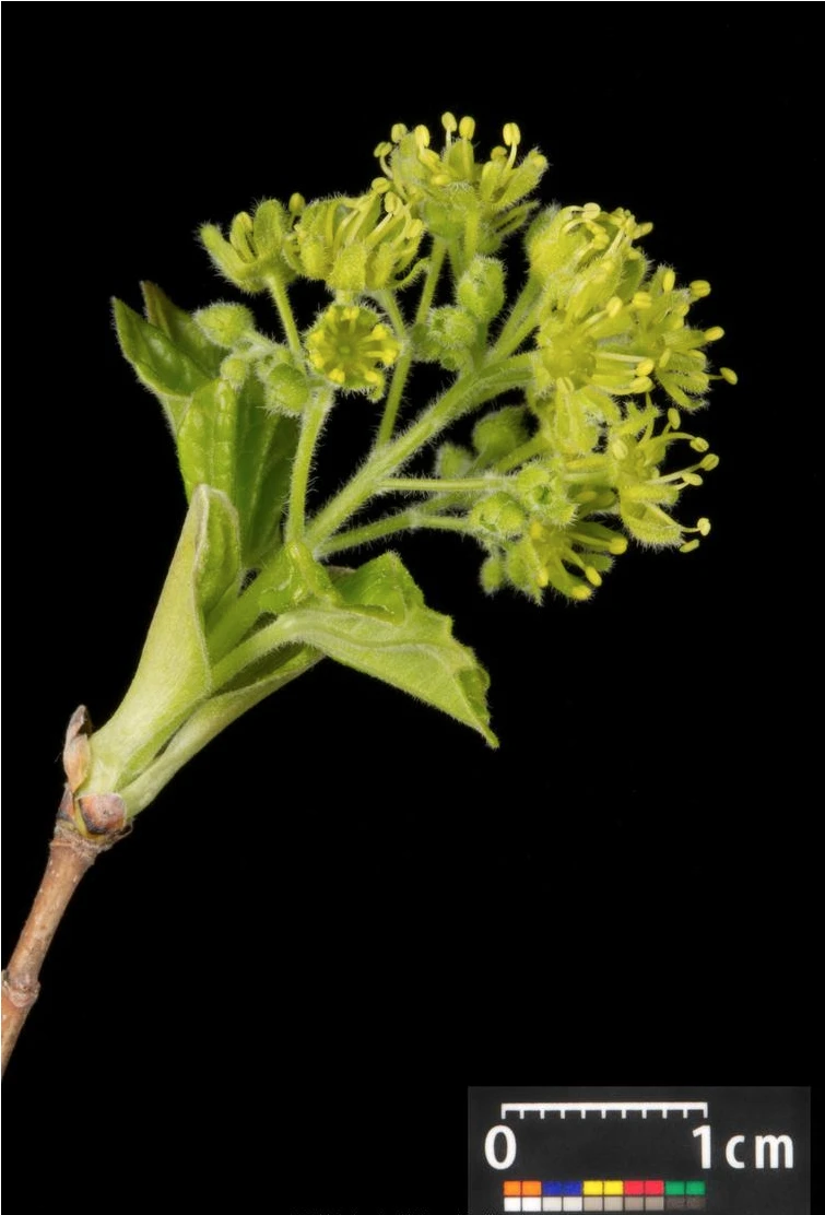 Acer campestre 'Nanum' (Klon polny 'Nanum')