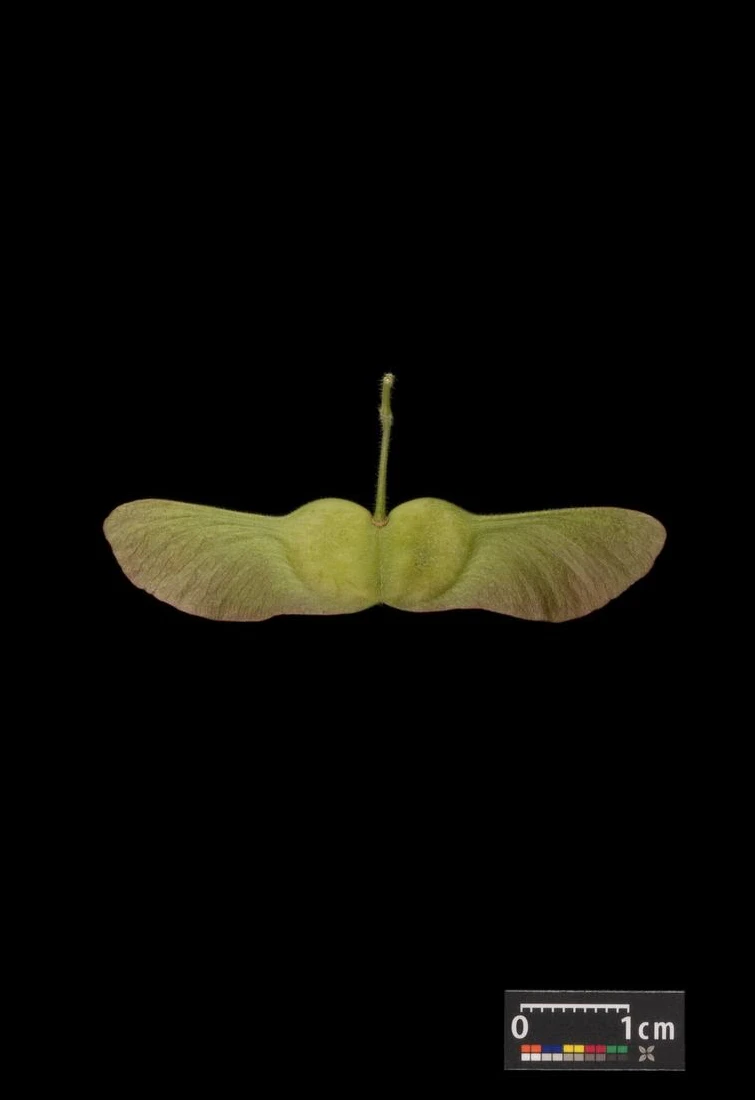 Acer campestre 'Nanum' (Klon polny 'Nanum')