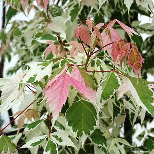 Acer negundo 'Flamingo' (Klon jesionolistny 'Flamingo')