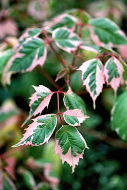Acer negundo 'Flamingo' (Klon jesionolistny 'Flamingo')