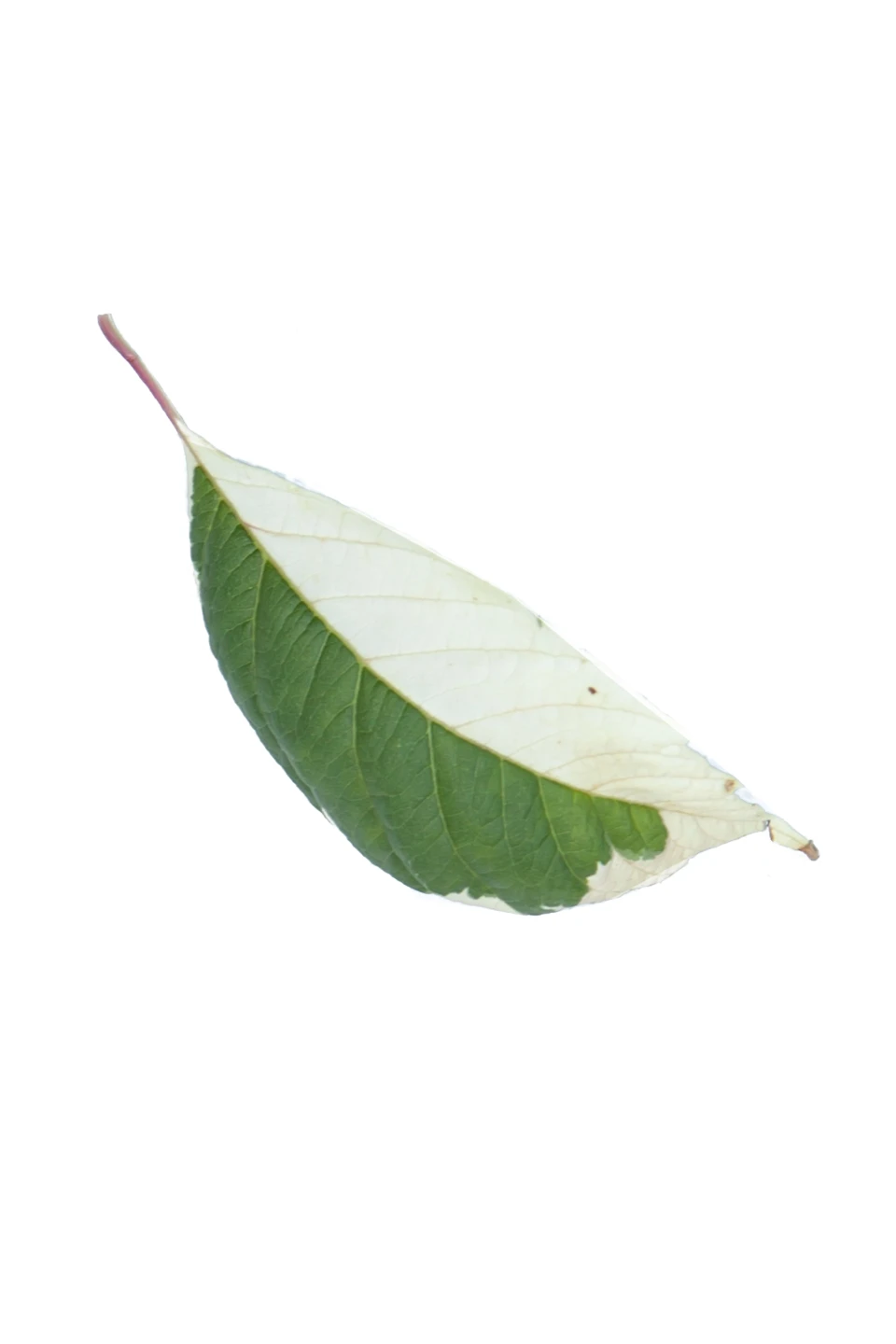 Acer negundo 'Flamingo' (Klon jesionolistny 'Flamingo')
