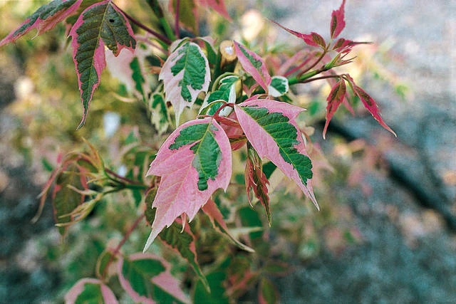 Acer negundo 'Flamingo' (Klon jesionolistny 'Flamingo')