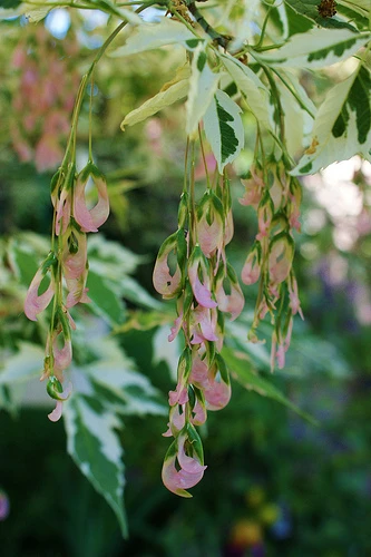 Acer negundo 'Flamingo' (Klon jesionolistny 'Flamingo')