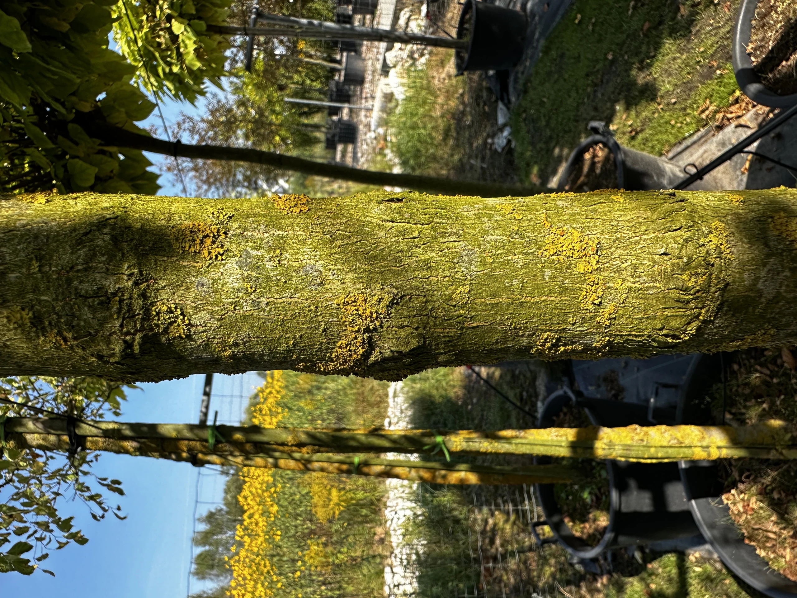 Acer negundo 'Flamingo' (Klon jesionolistny 'Flamingo')