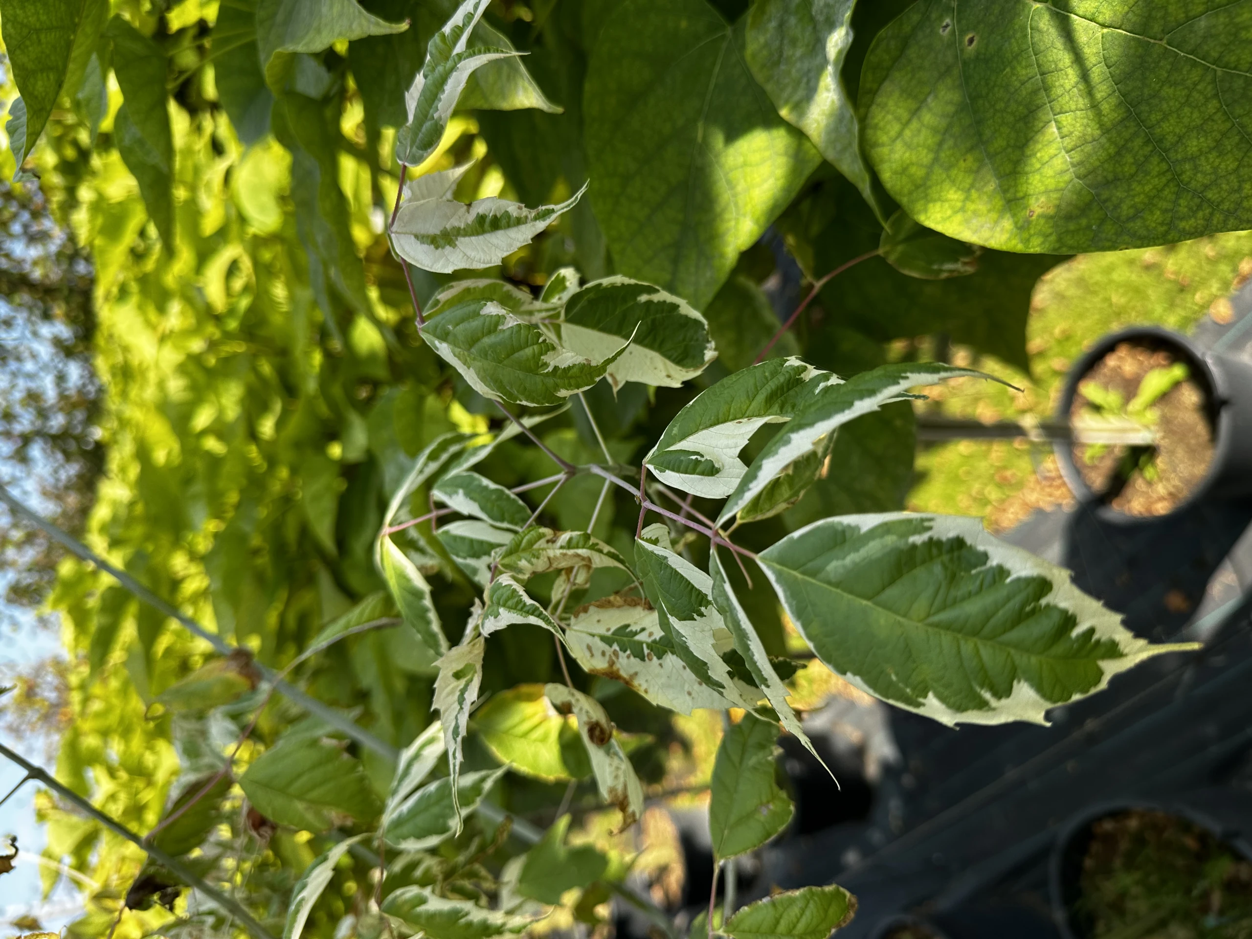 Acer negundo 'Flamingo' (Klon jesionolistny 'Flamingo')