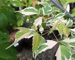 Acer negundo 'Flamingo' (Klon jesionolistny 'Flamingo')