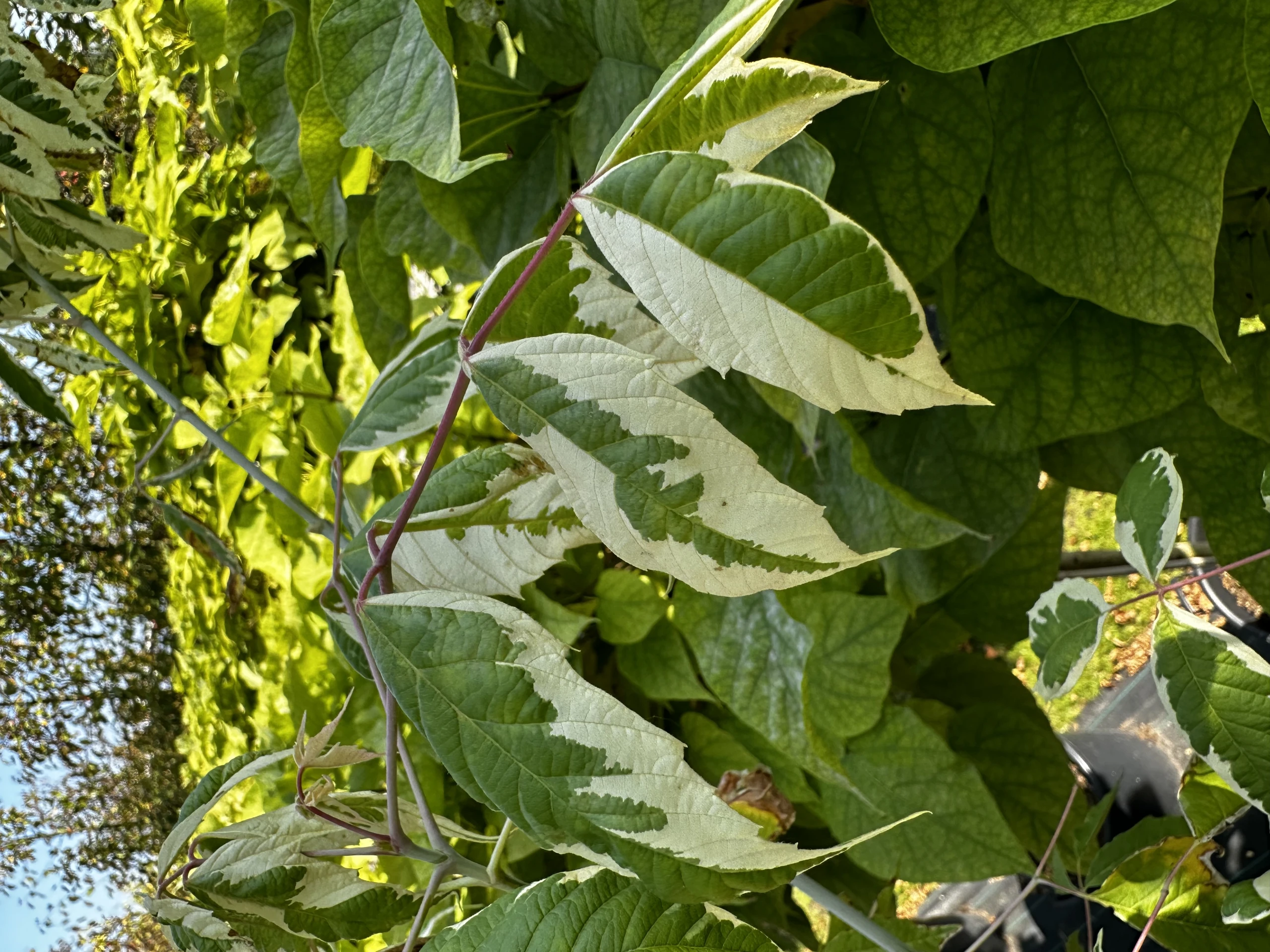Acer negundo 'Flamingo' (Klon jesionolistny 'Flamingo')