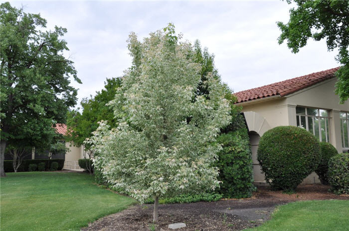 Acer negundo 'Flamingo' (Klon jesionolistny 'Flamingo')