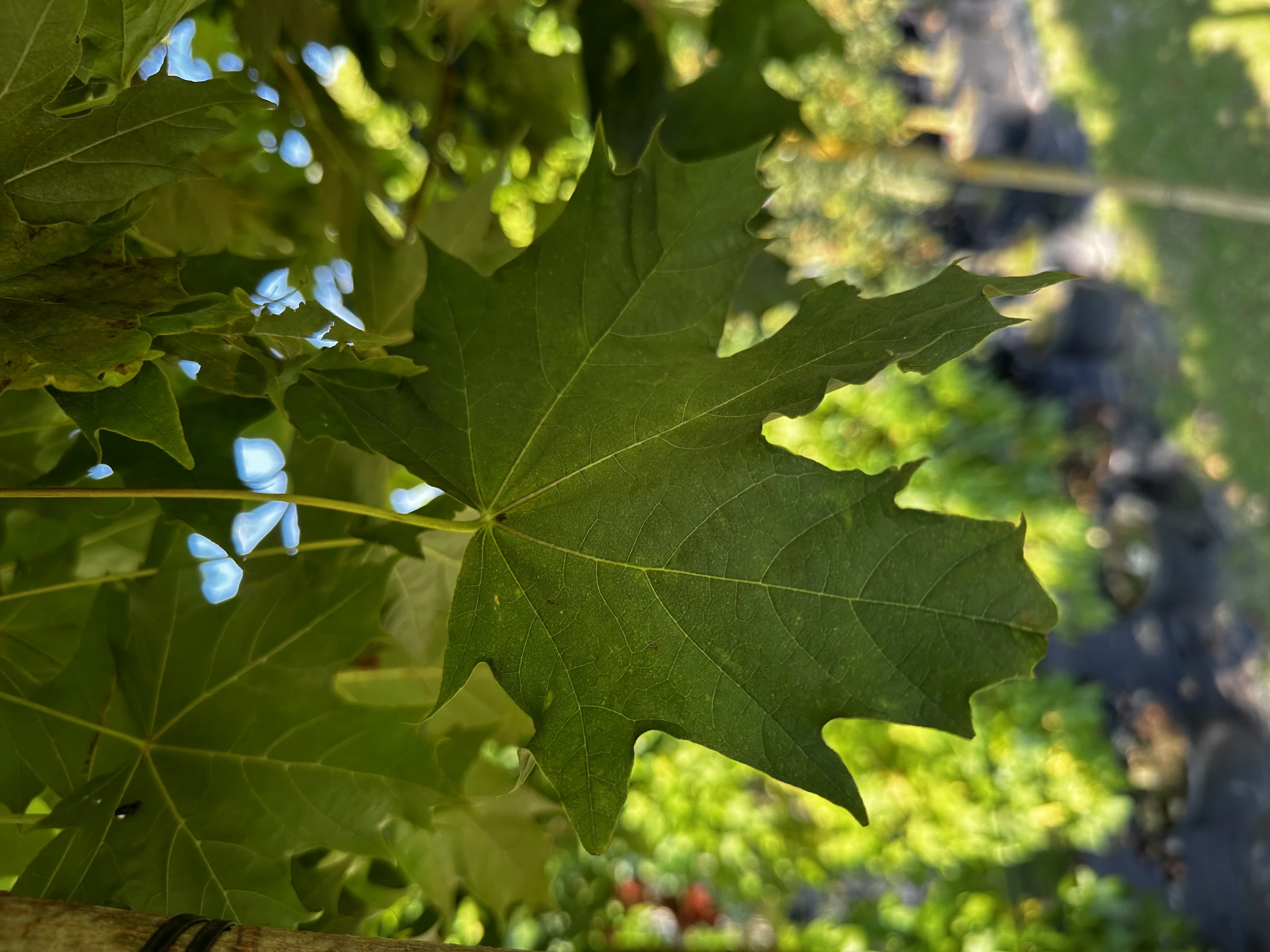 Acer platanoides 'Globosum' (Klon pospolity 'Globosum')