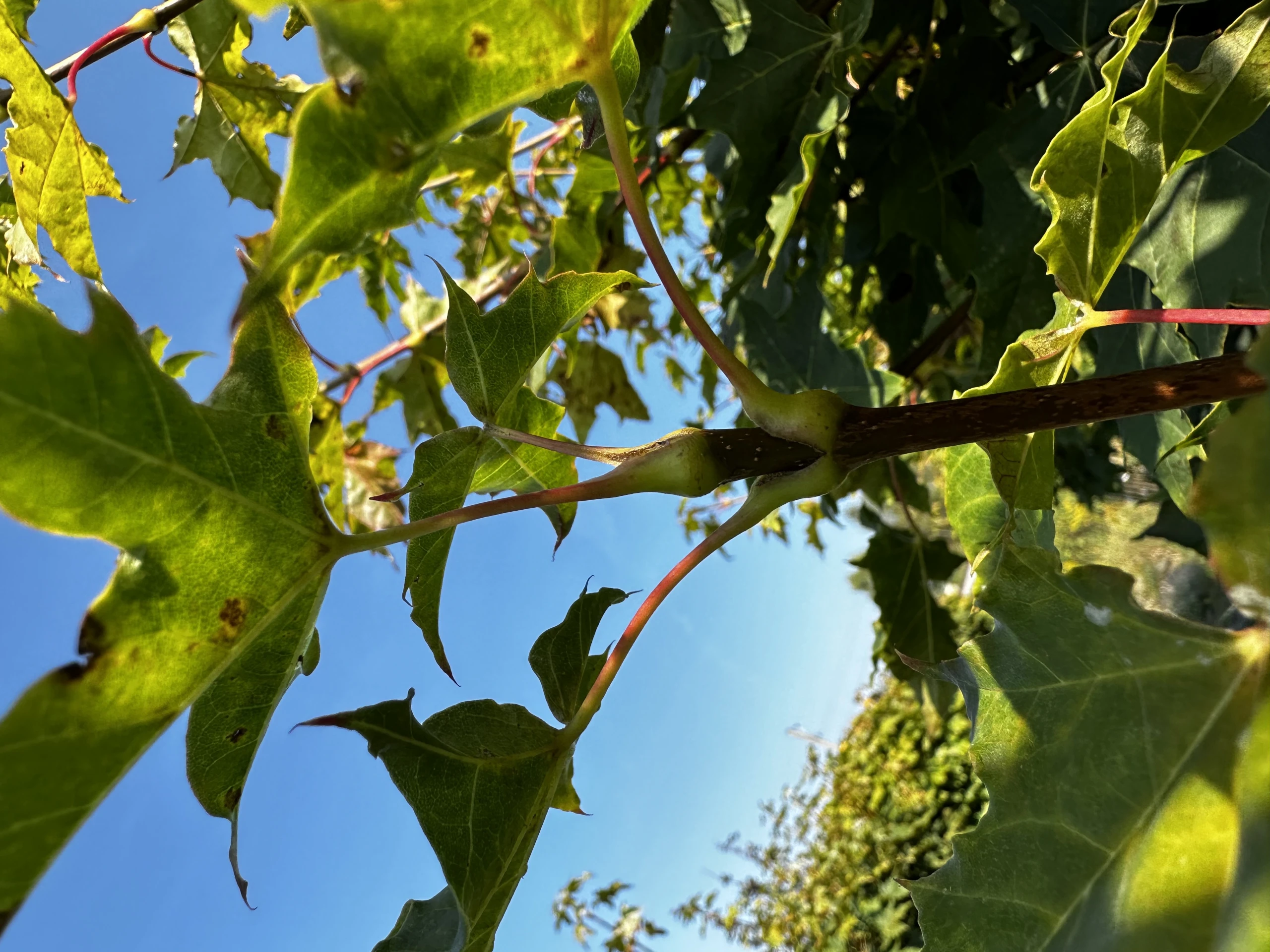 Acer platanoides 'Globosum' (Klon pospolity 'Globosum')