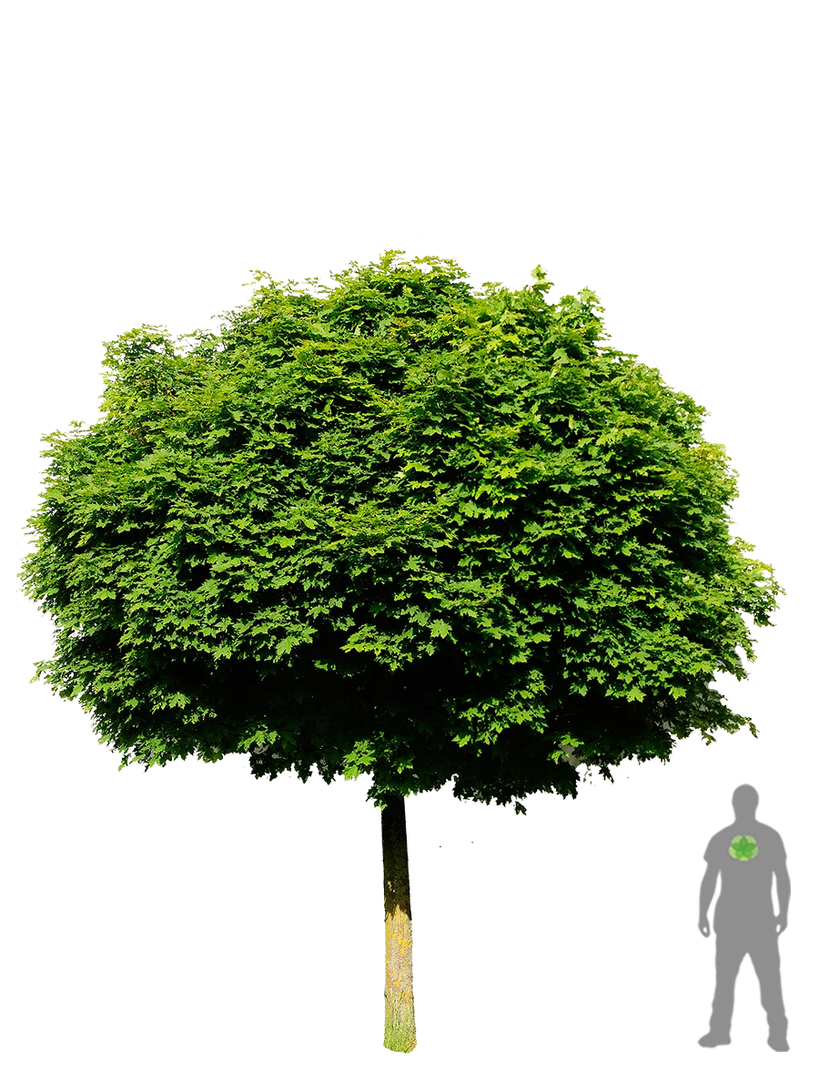 Acer platanoides 'Globosum' (Klon pospolity 'Globosum')