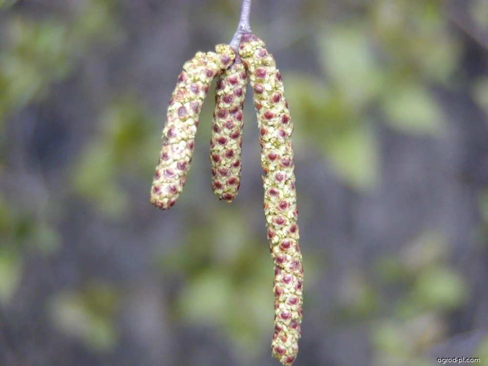 Betula pendula 'Youngii' (Brzoza brodawkowata 'Youngii')