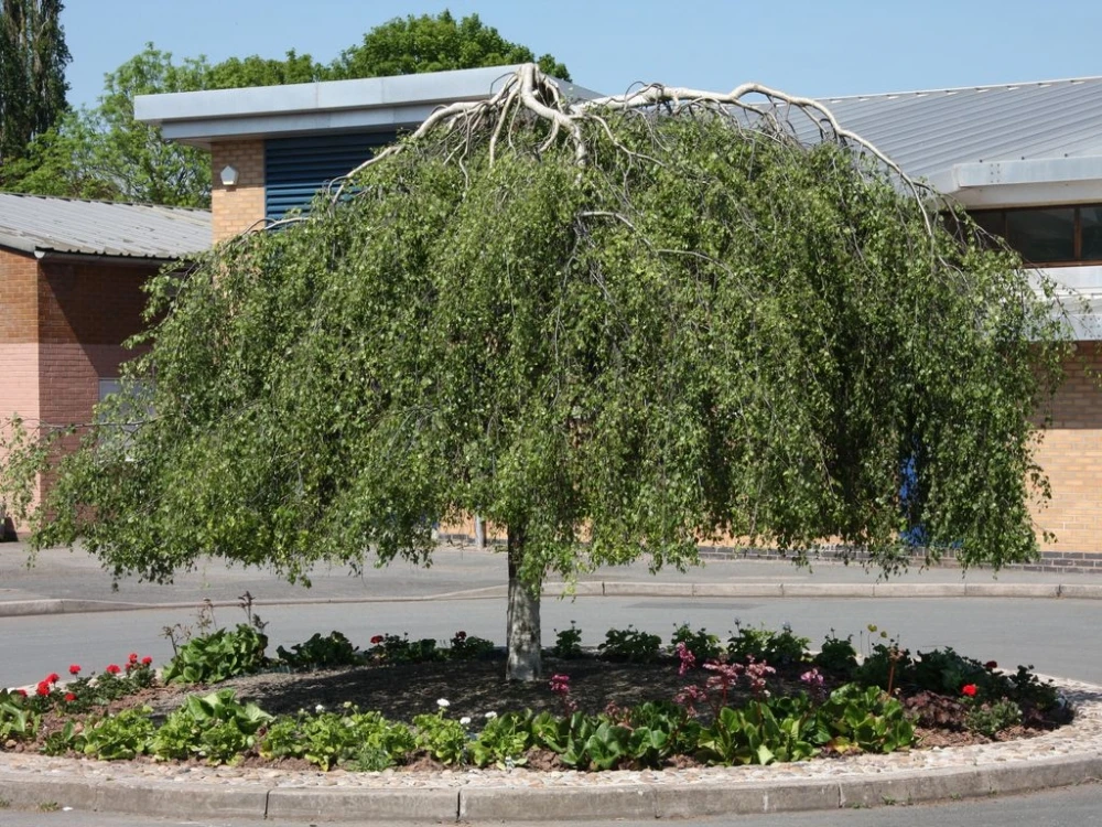 Betula pendula 'Youngii' (Brzoza brodawkowata 'Youngii')