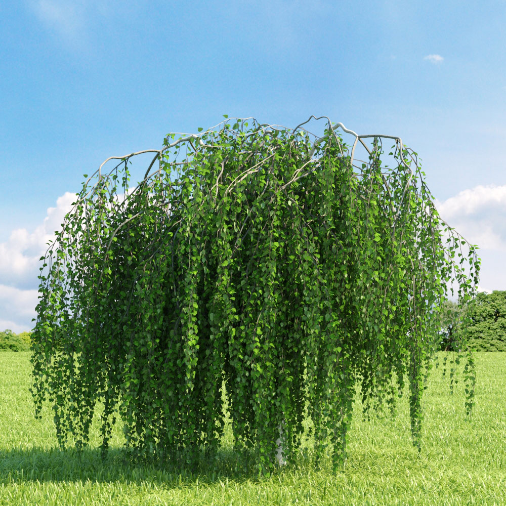 Betula pendula 'Youngii' (Brzoza brodawkowata 'Youngii')