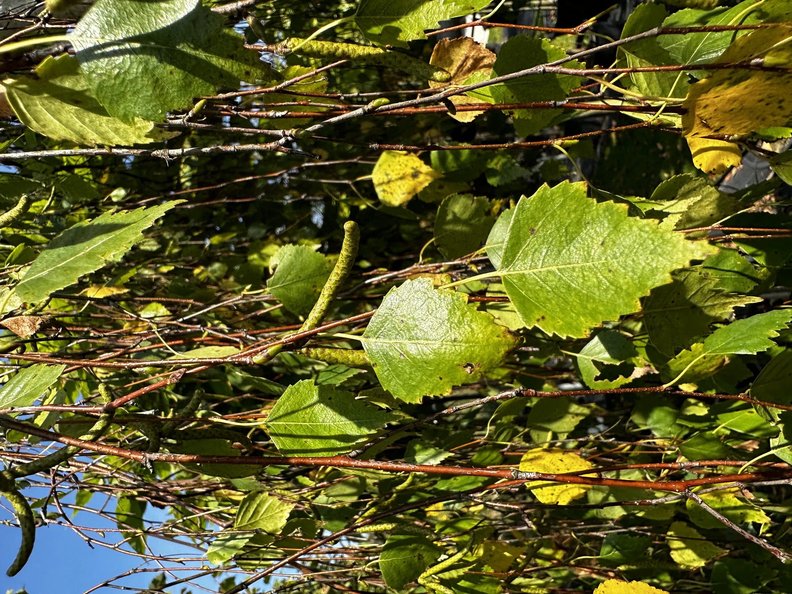 Betula pendula 'Youngii' (Brzoza brodawkowata 'Youngii')