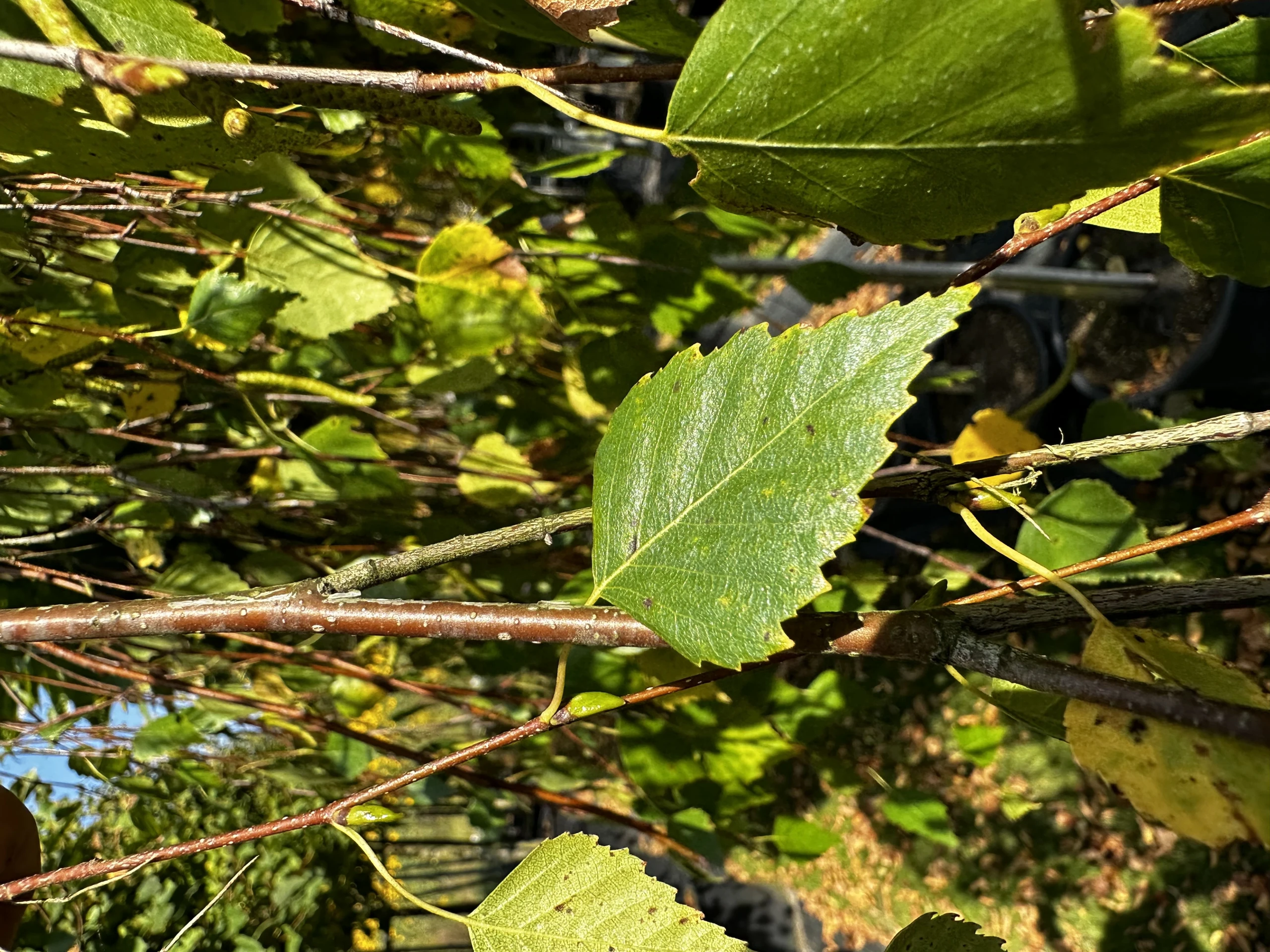 Betula pendula 'Youngii' (Brzoza brodawkowata 'Youngii')
