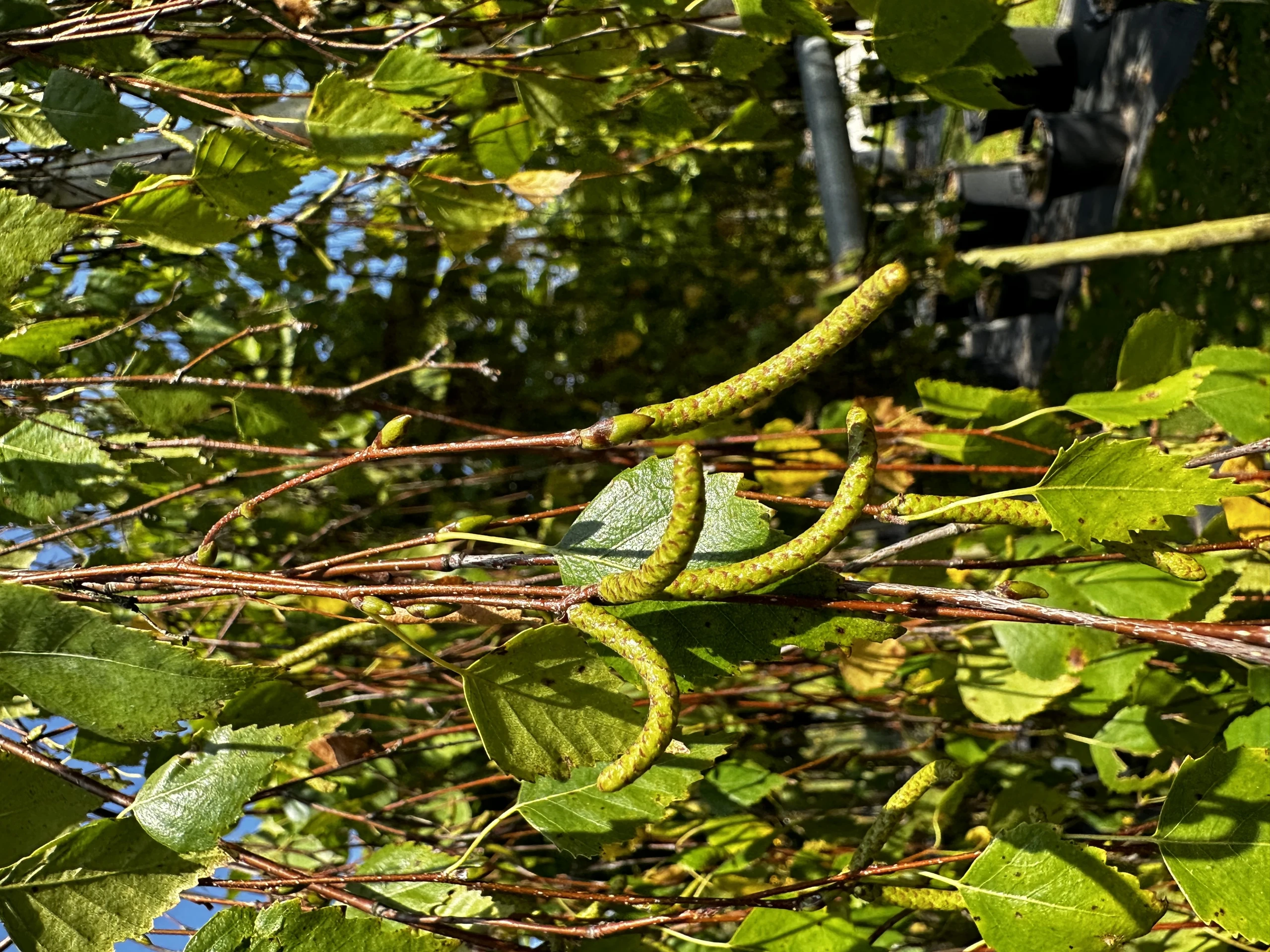 Betula pendula 'Youngii' (Brzoza brodawkowata 'Youngii')