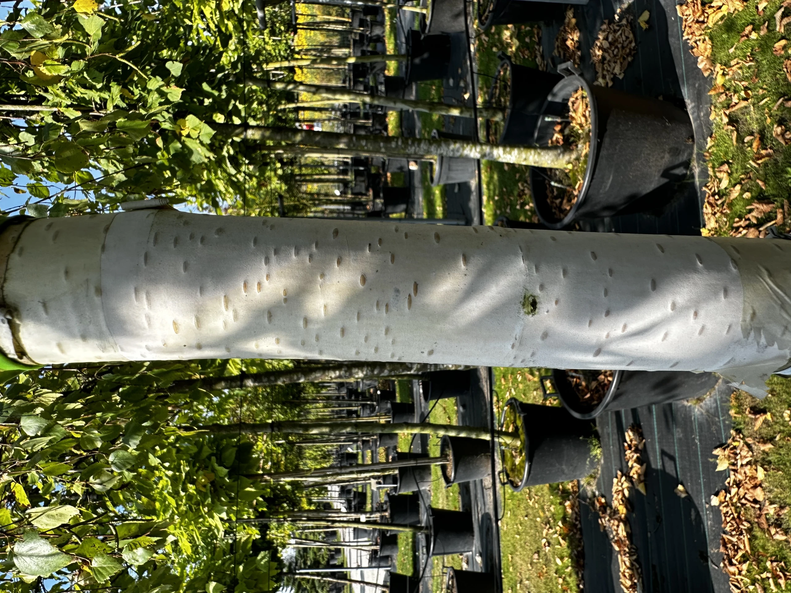 Betula pendula 'Youngii' (Brzoza brodawkowata 'Youngii')