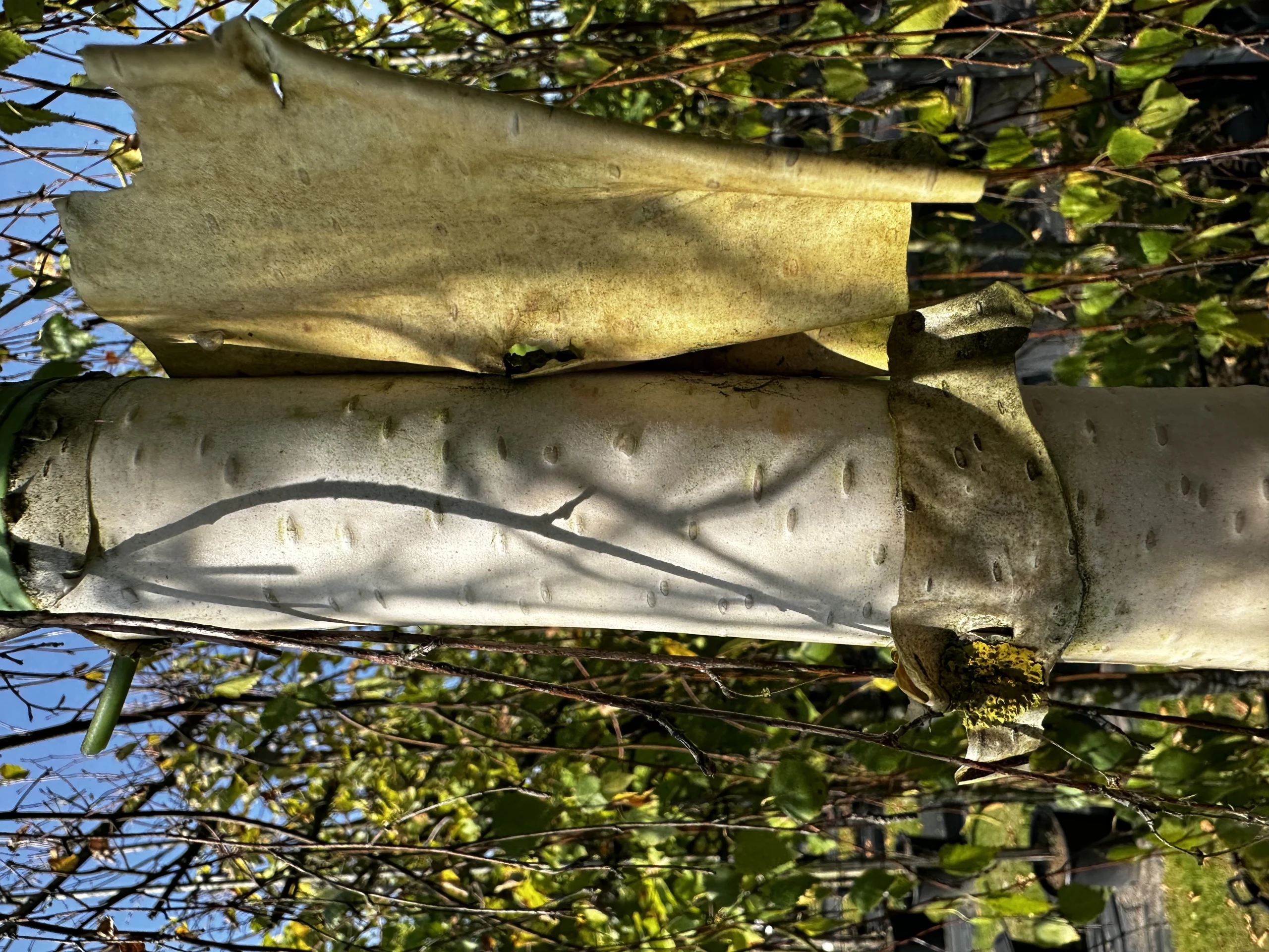 Betula pendula 'Youngii' (Brzoza brodawkowata 'Youngii')
