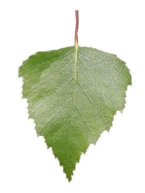 Betula pendula 'Youngii' (Brzoza brodawkowata 'Youngii')
