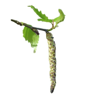 Betula pendula 'Youngii' (Brzoza brodawkowata 'Youngii')