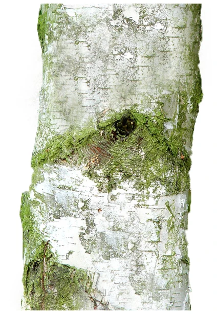 Betula pendula 'Youngii' (Brzoza brodawkowata 'Youngii')