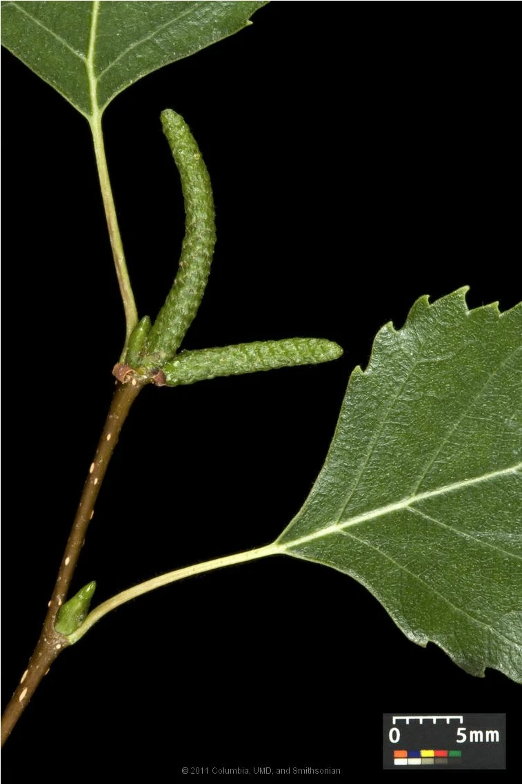 Betula pendula 'Youngii' (Brzoza brodawkowata 'Youngii')