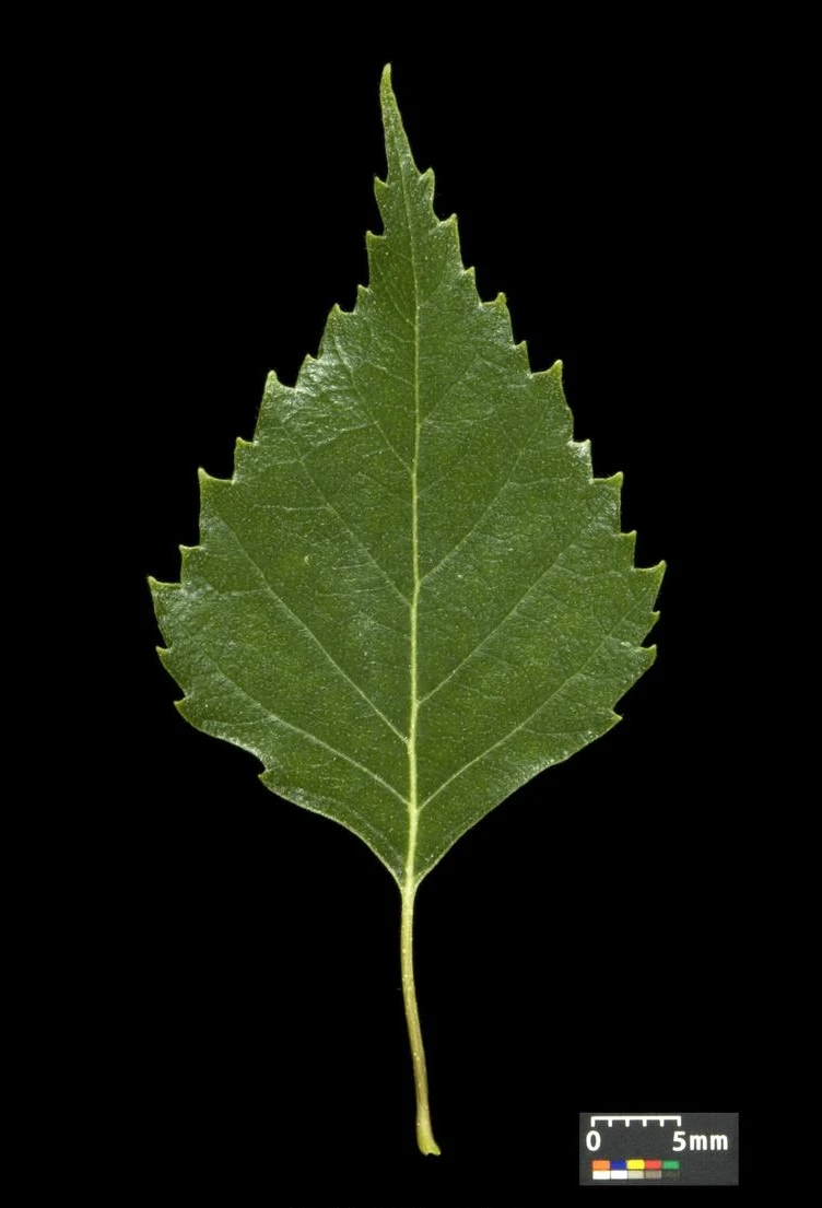Betula pendula 'Youngii' (Brzoza brodawkowata 'Youngii')