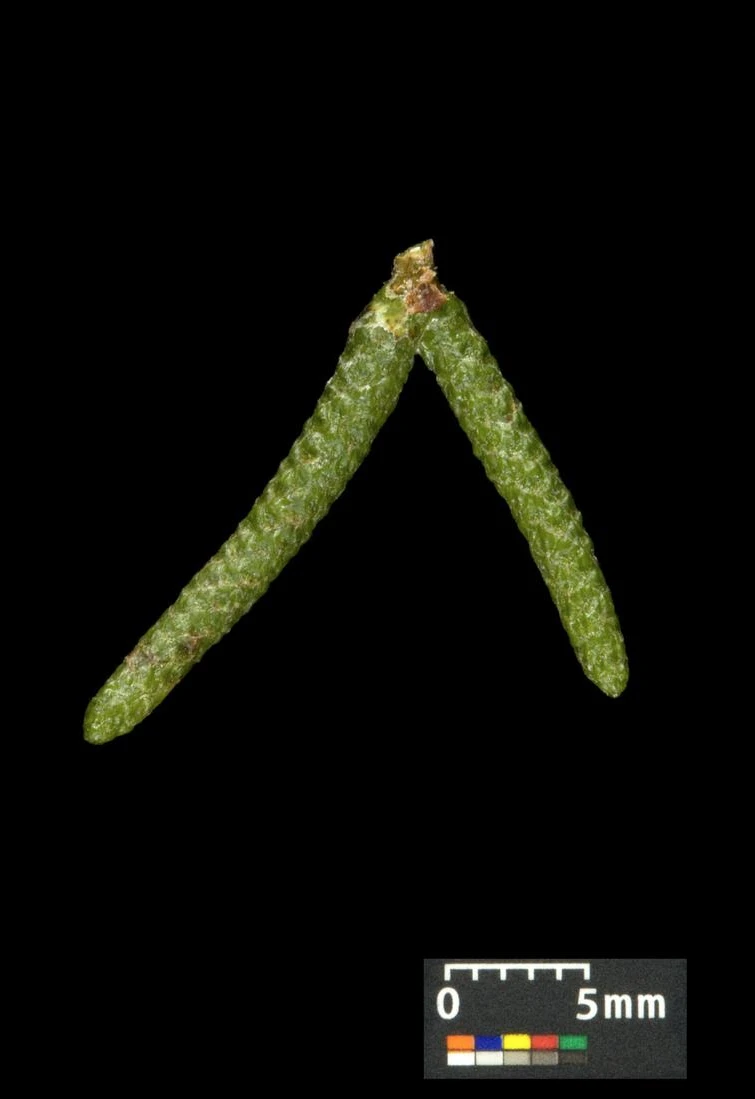 Betula pendula 'Youngii' (Brzoza brodawkowata 'Youngii')