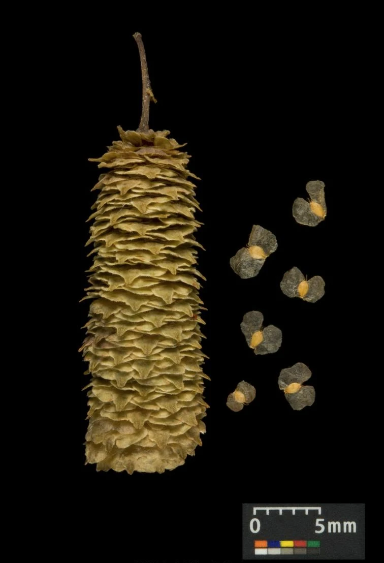 Betula pendula 'Youngii' (Brzoza brodawkowata 'Youngii')