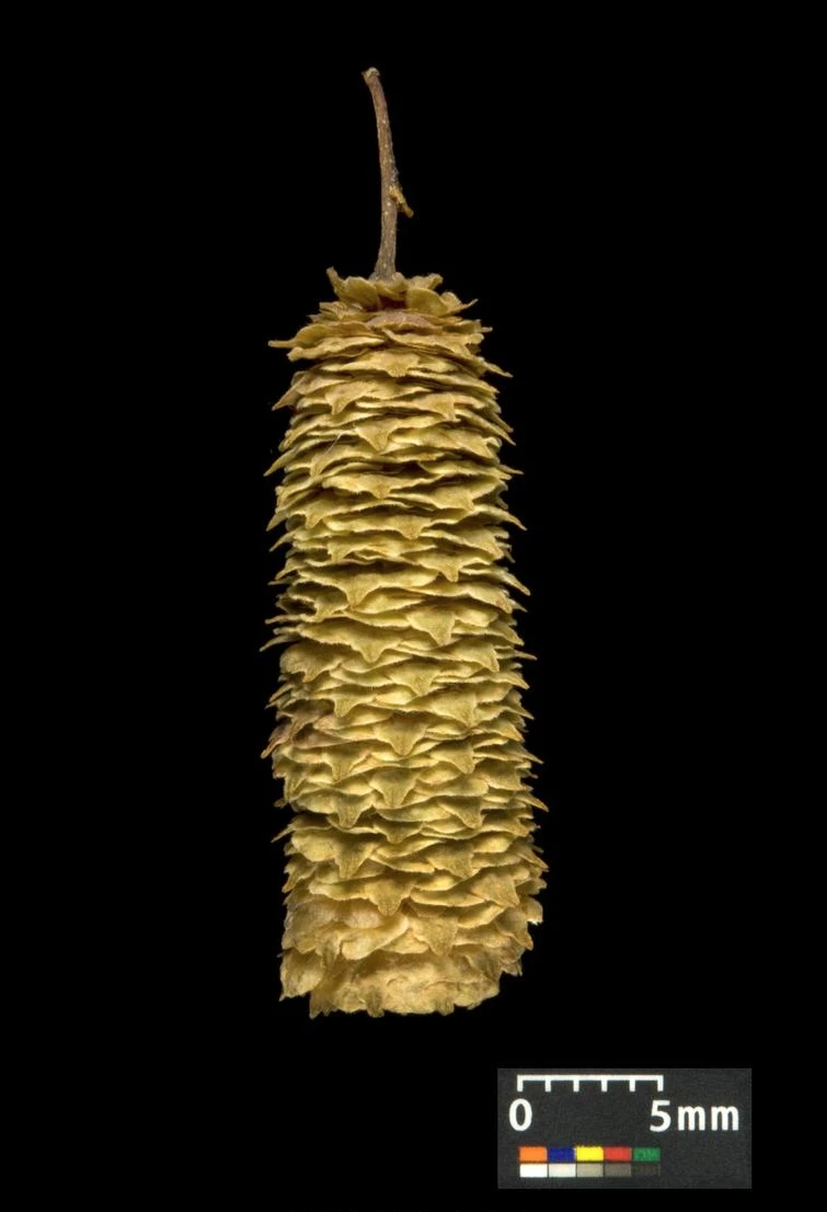 Betula pendula 'Youngii' (Brzoza brodawkowata 'Youngii')