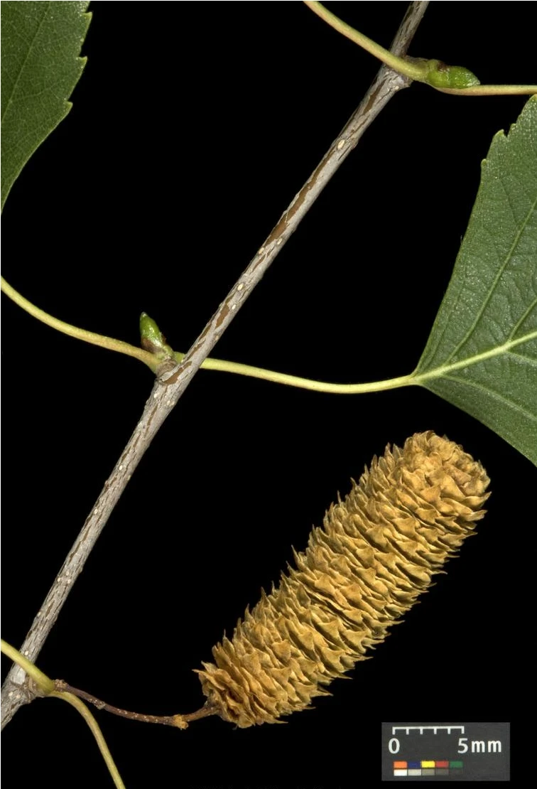 Betula pendula 'Youngii' (Brzoza brodawkowata 'Youngii')