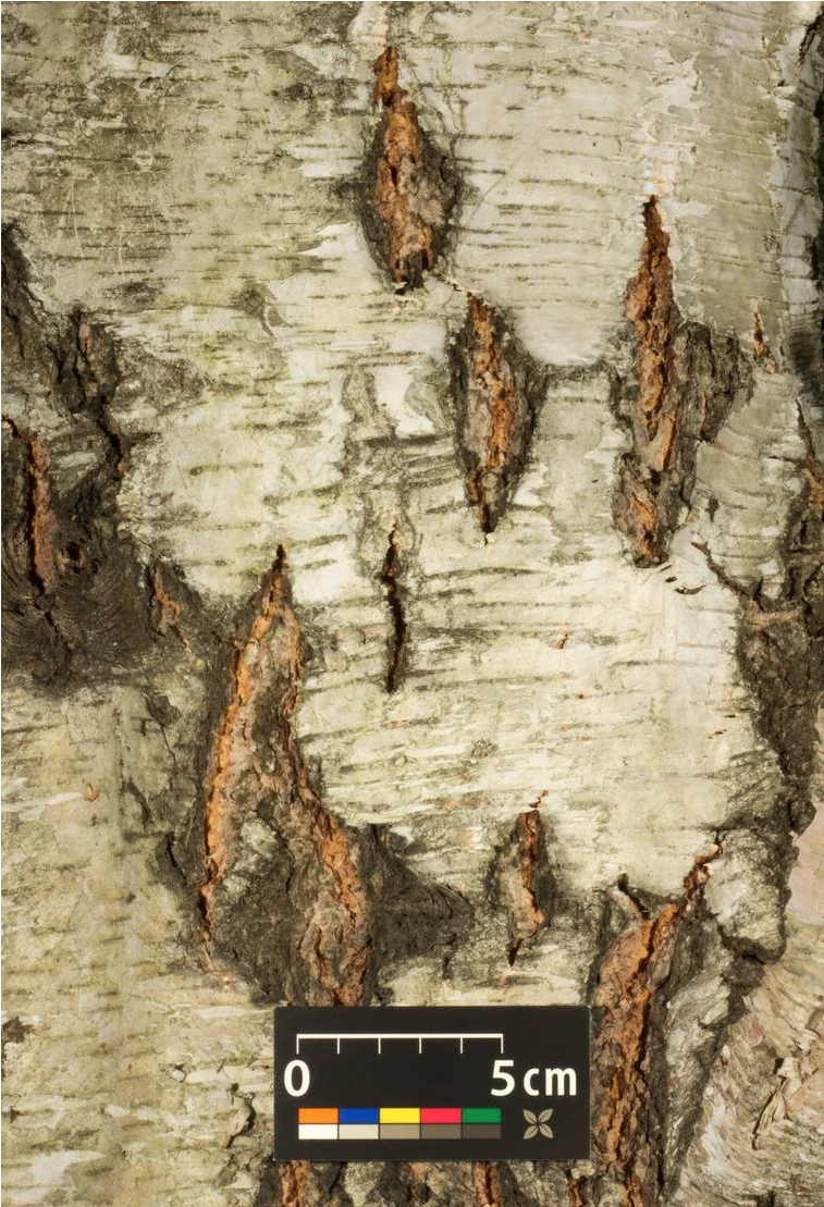 Betula pendula 'Youngii' (Brzoza brodawkowata 'Youngii')