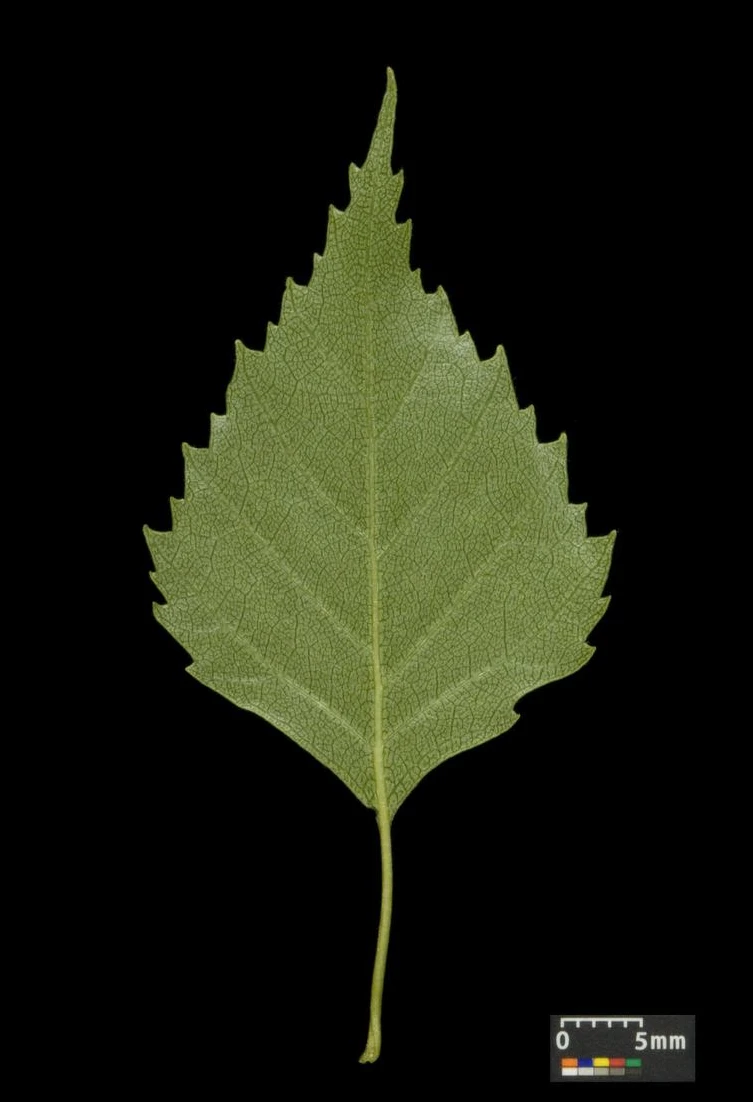 Betula pendula 'Youngii' (Brzoza brodawkowata 'Youngii')