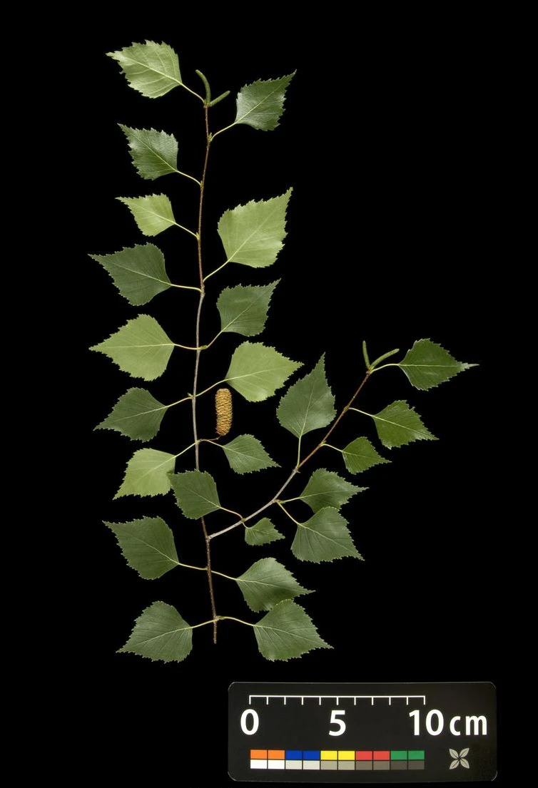 Betula pendula 'Youngii' (Brzoza brodawkowata 'Youngii')