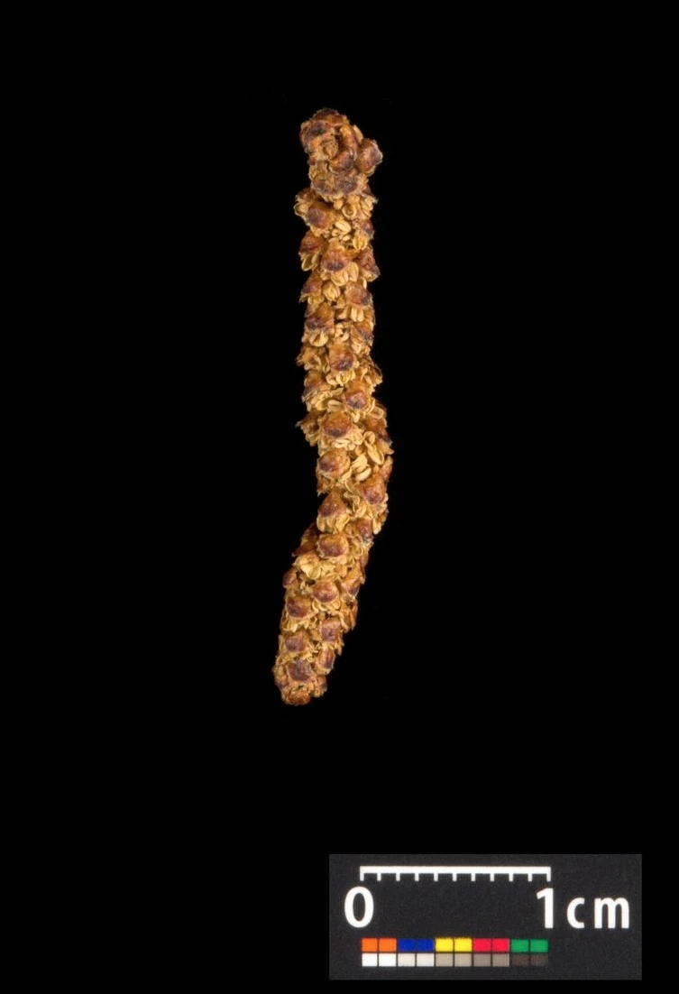 Betula pendula 'Youngii' (Brzoza brodawkowata 'Youngii')