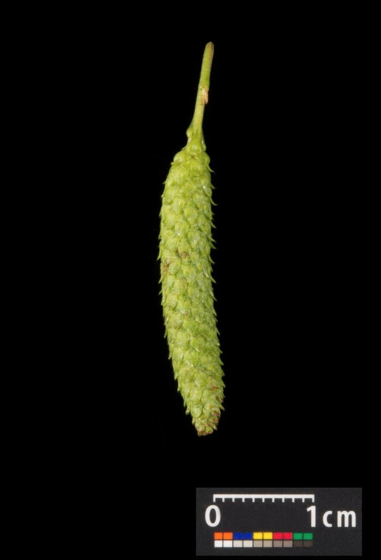 Betula pendula 'Youngii' (Brzoza brodawkowata 'Youngii')