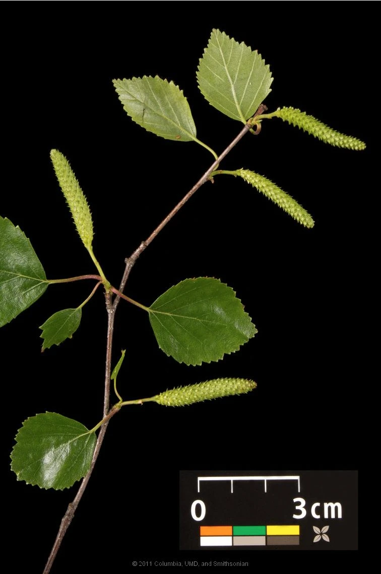 Betula pendula 'Youngii' (Brzoza brodawkowata 'Youngii')