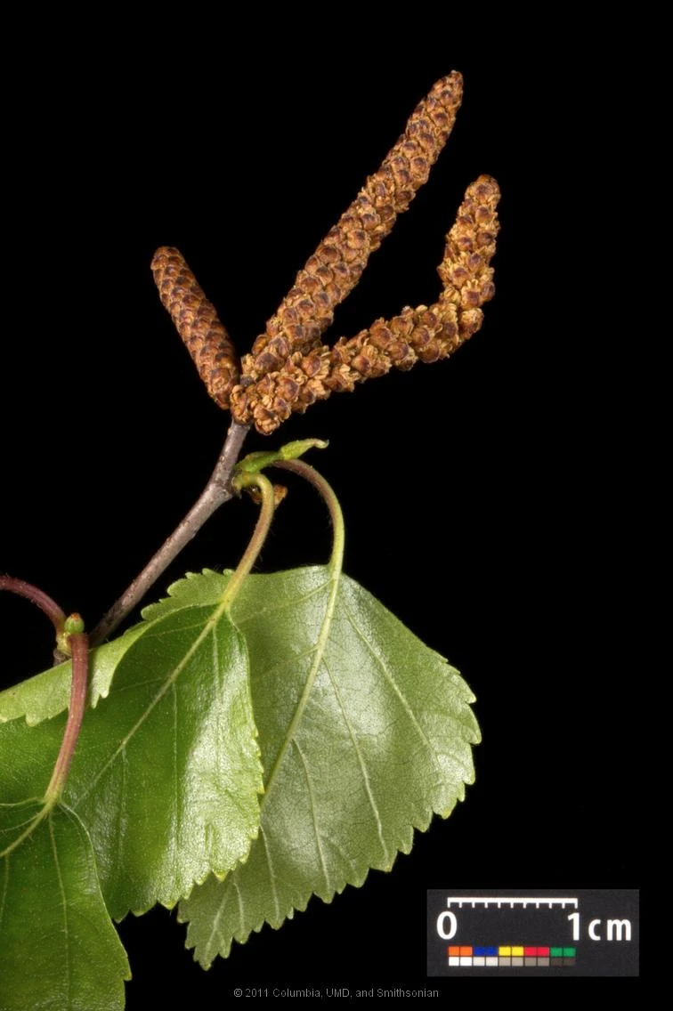 Betula pendula 'Youngii' (Brzoza brodawkowata 'Youngii')