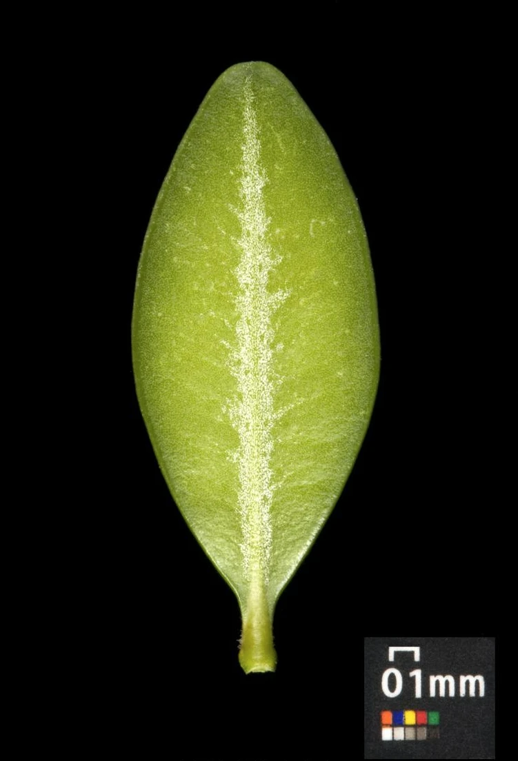 Buxus sempervirens (Bukszpan wieczniezielony)